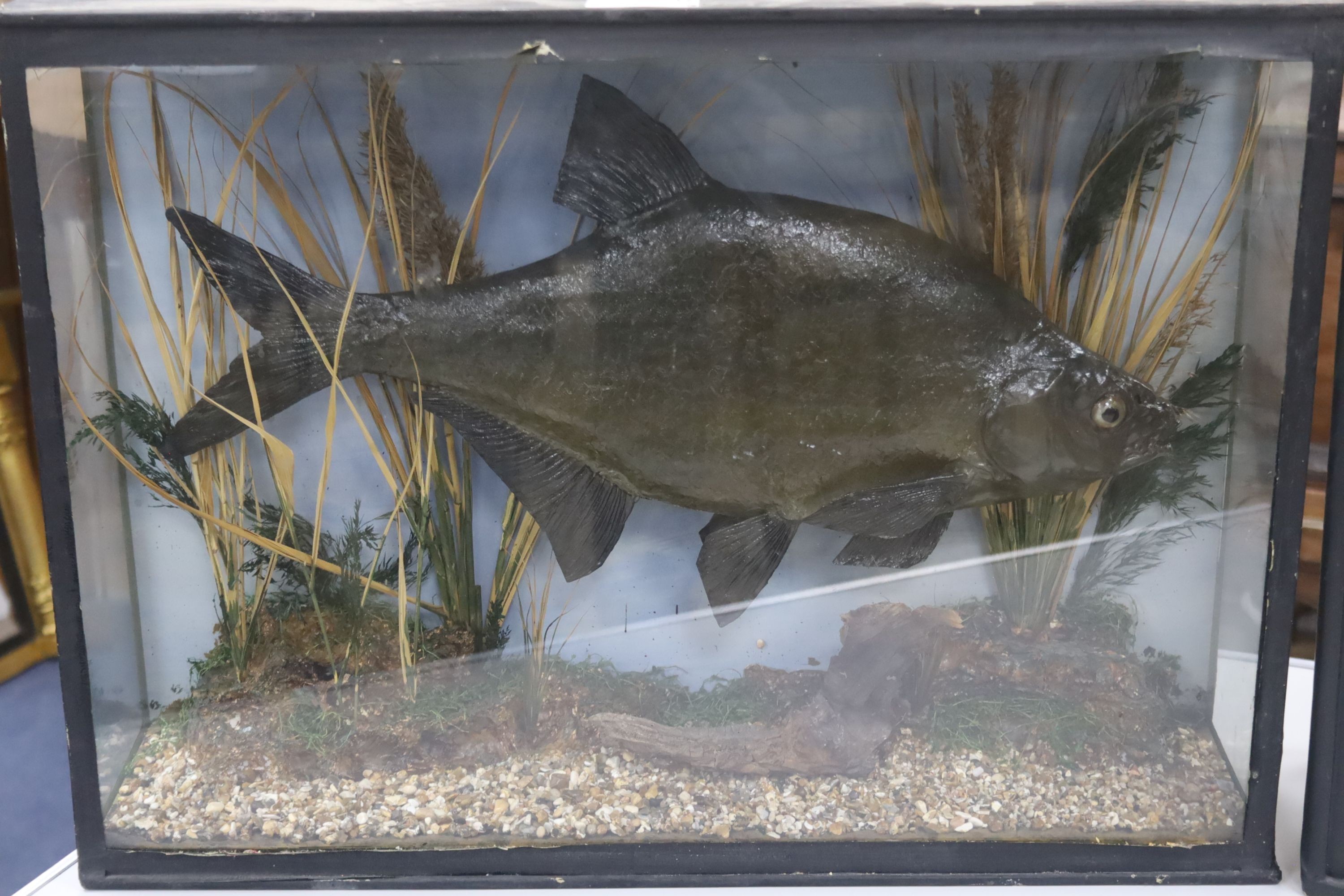 Three cased taxidermic fish, largest 61cm